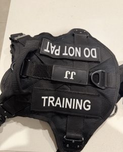 Bad Pets tactical dog harness after three years of use on a working German Shepherd